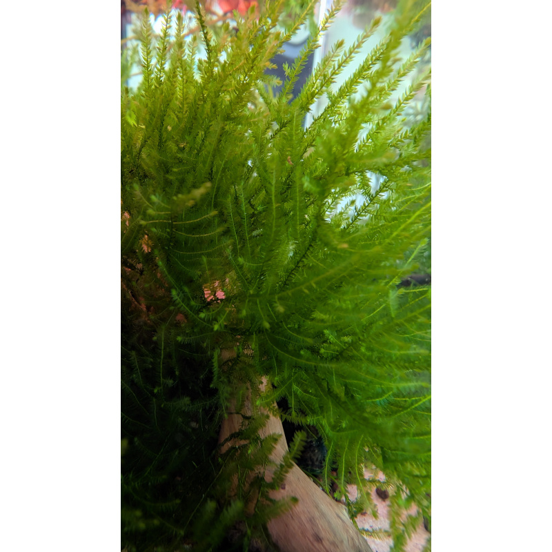 Peacock Moss (Spikey moss)