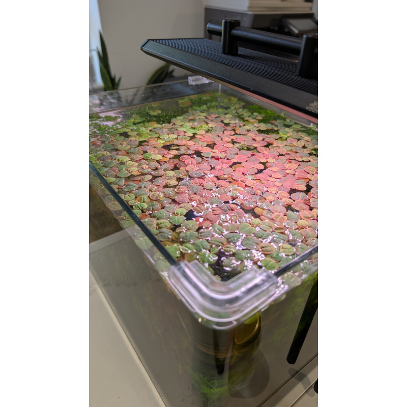 40x Red Root Floater (Phyllanthus fluitans)