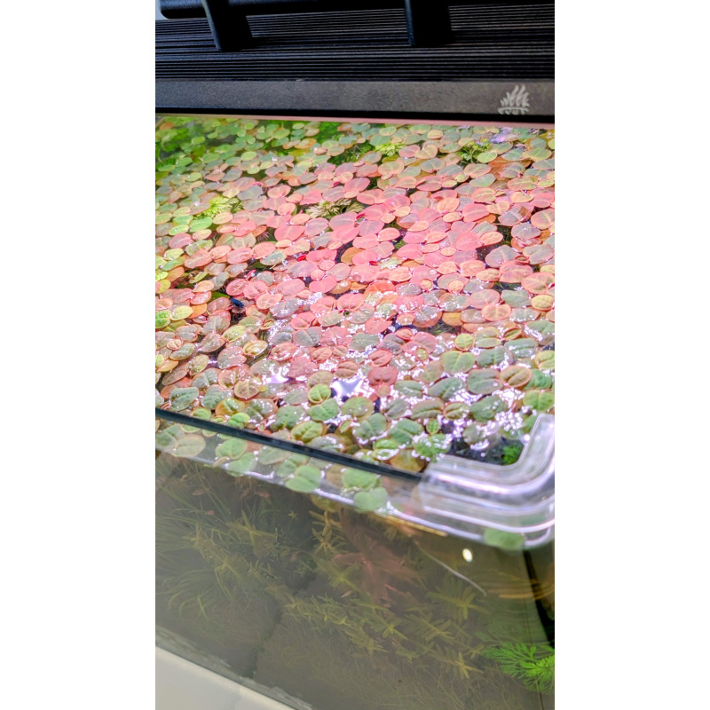 40x Red Root Floater (Phyllanthus fluitans)