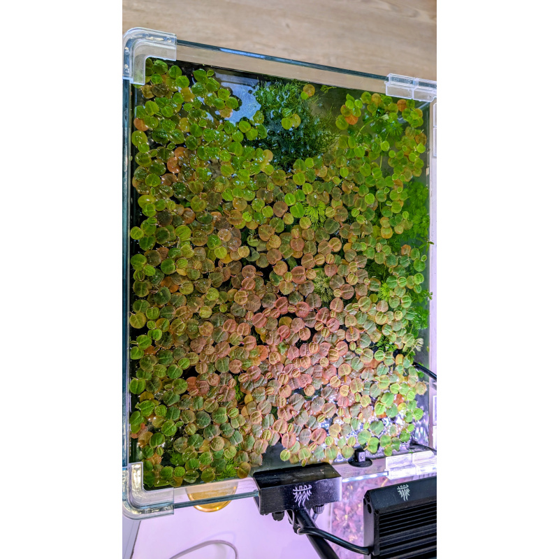 40x Red Root Floater (Phyllanthus fluitans)