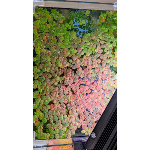 40x Red Root Floater (Phyllanthus fluitans)