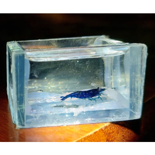 Mix of 17+2 beautiful amazing very dark deep blue  and chocolate cherry shrimps.