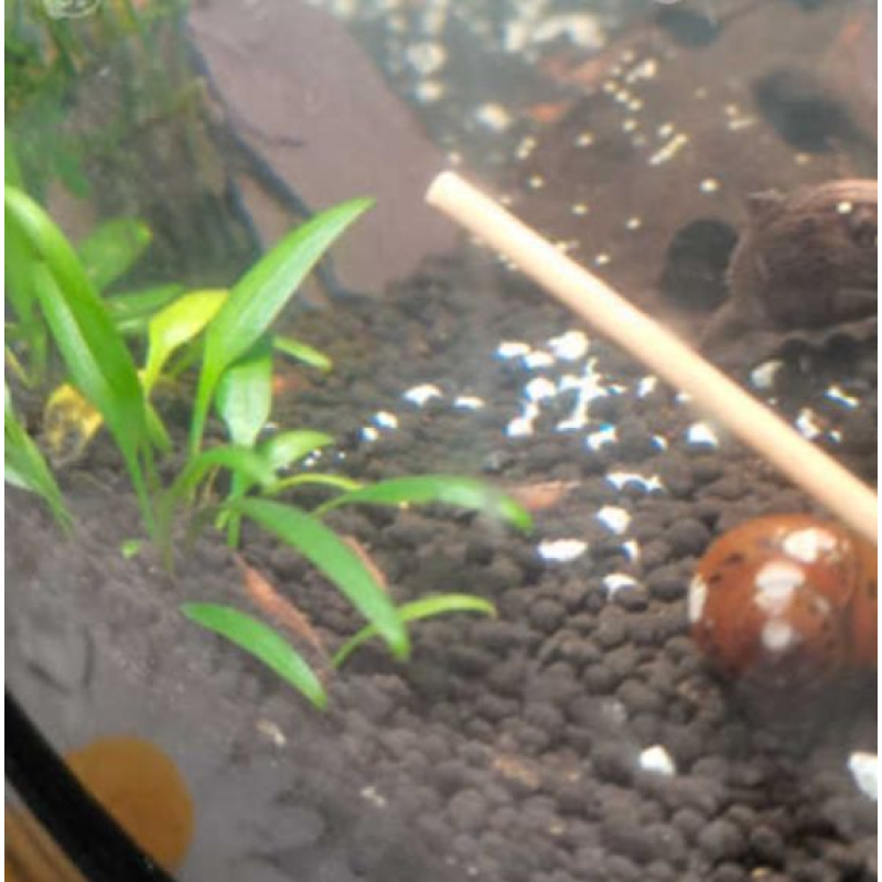 10 Orange Sakura Shrimps