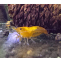 10 Orange Sakura Shrimps