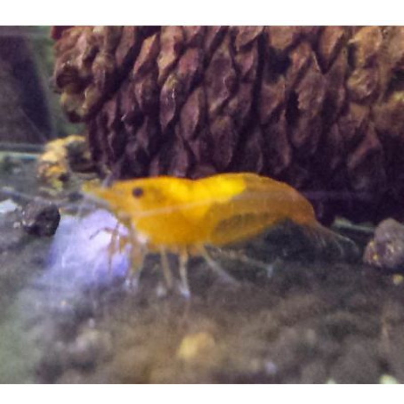 10 Orange Sakura Shrimps