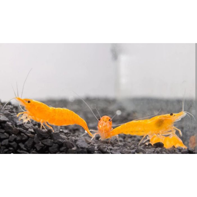 10 Orange Sakura Shrimps