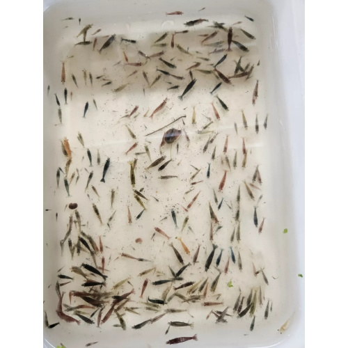 Mixed culls/skittle pack x20 plus x4 extra for FREE, FREE next day delivery with tracking, FREE guppy grass plant