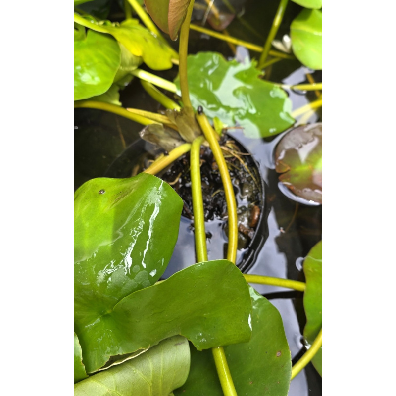 Large white pond lilies, water plants