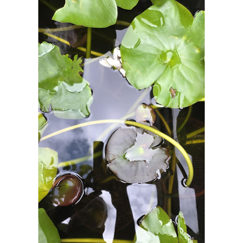 Large white pond lilies, water plants