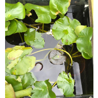 Large white pond lilies, water plants