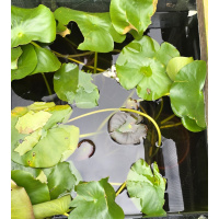 Large white pond lilies, water plants