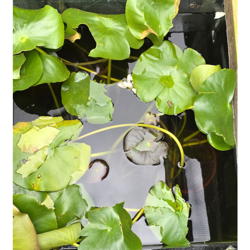 Large white pond lilies, water plants