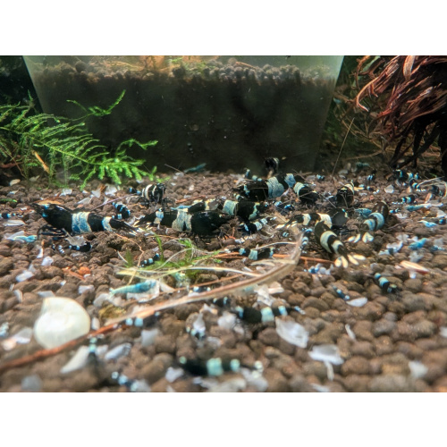 10+2 Panda Shrimp ?