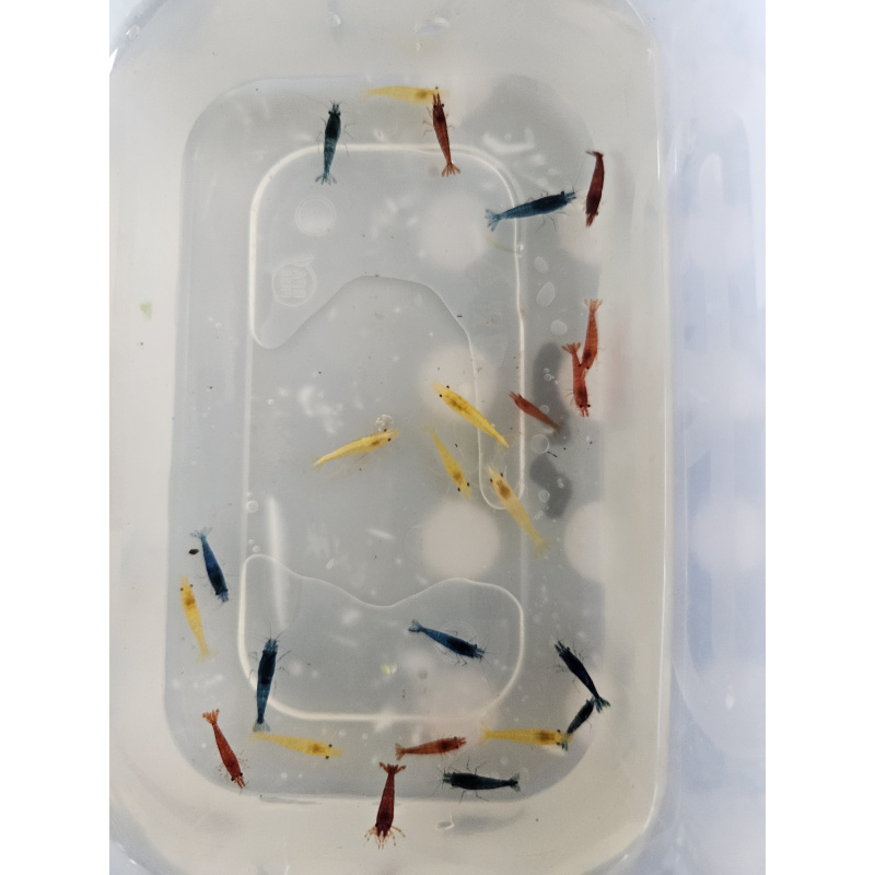 mixed coloured skittle shrimp/pick n mix packs x10 plus x2 extra for FREE, FREE next day delivery with tracking, FREE guppy grass plant