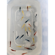 mixed coloured skittle shrimp/pick n mix packs x10 plus x2 extra for FREE, FREE next day delivery with tracking, FREE guppy grass plant