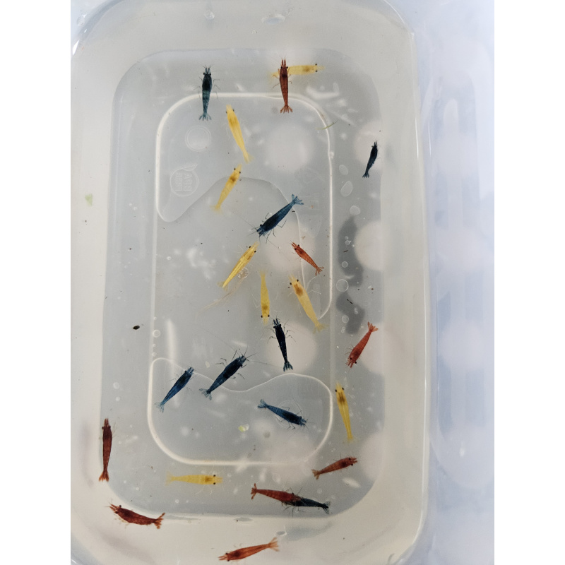 mixed coloured skittle shrimp/pick n mix packs x10 plus x2 extra for FREE, FREE next day delivery with tracking, FREE guppy grass plant