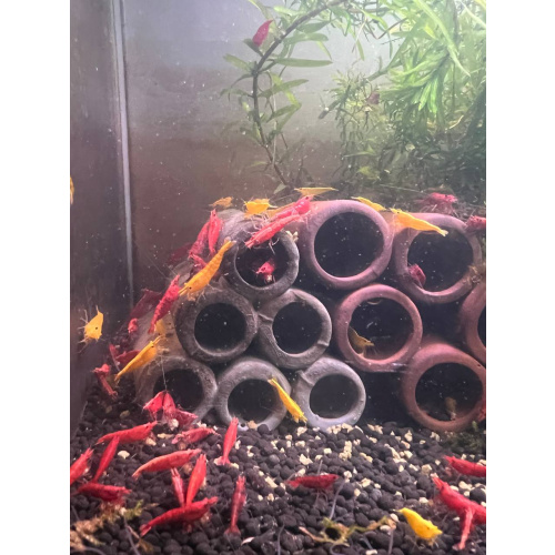 50 X Red Cherry Neocaridina Freshwater aquarium shrimp Size approx 1.5 - 2.0 PLUS 10 SHRIMPS FREE ( DOA)
