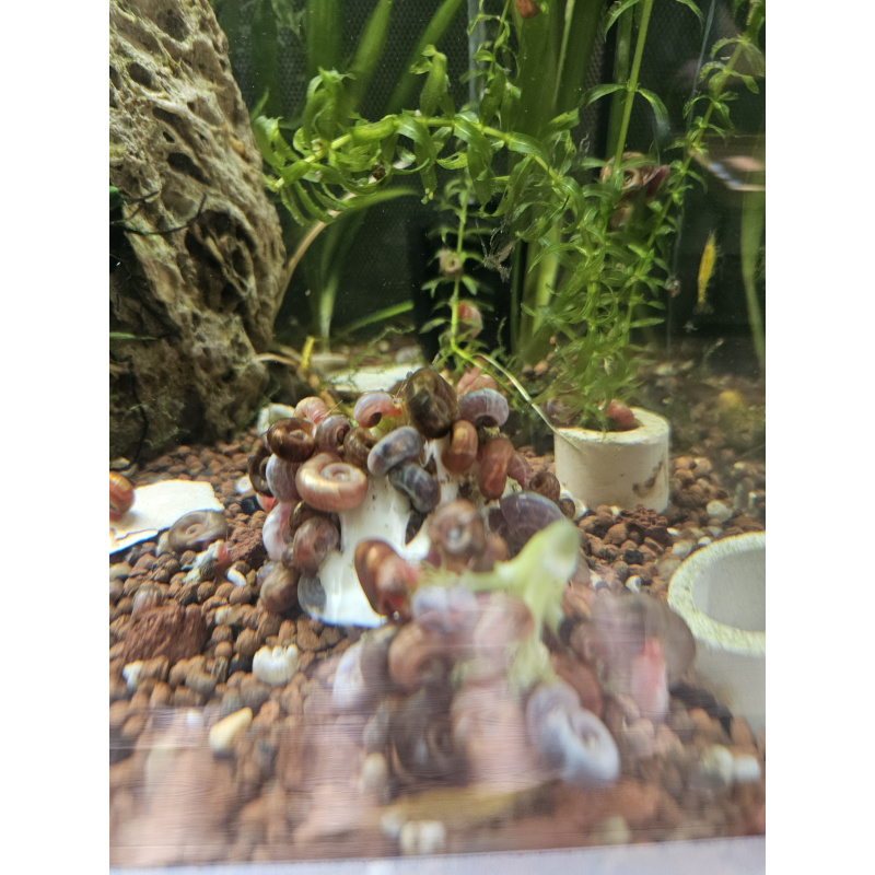 Ramshorn snails mixed sizes x50, Free postage