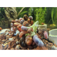Ramshorn snails mixed sizes x50, Free postage