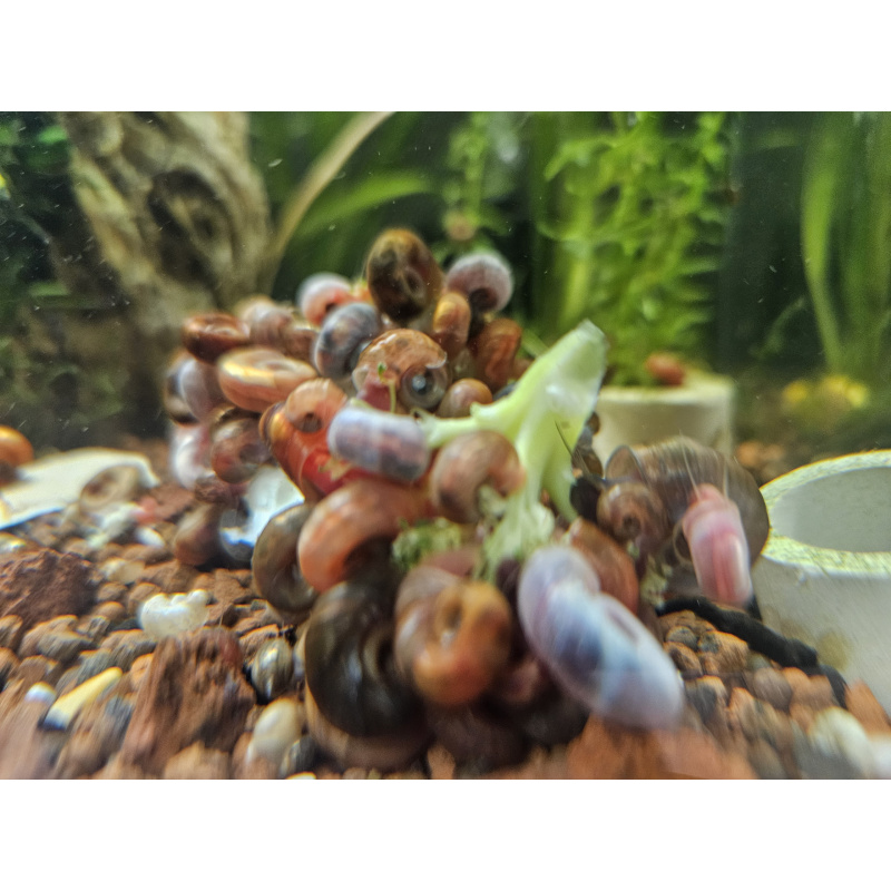 Ramshorn snails mixed sizes x50, Free postage