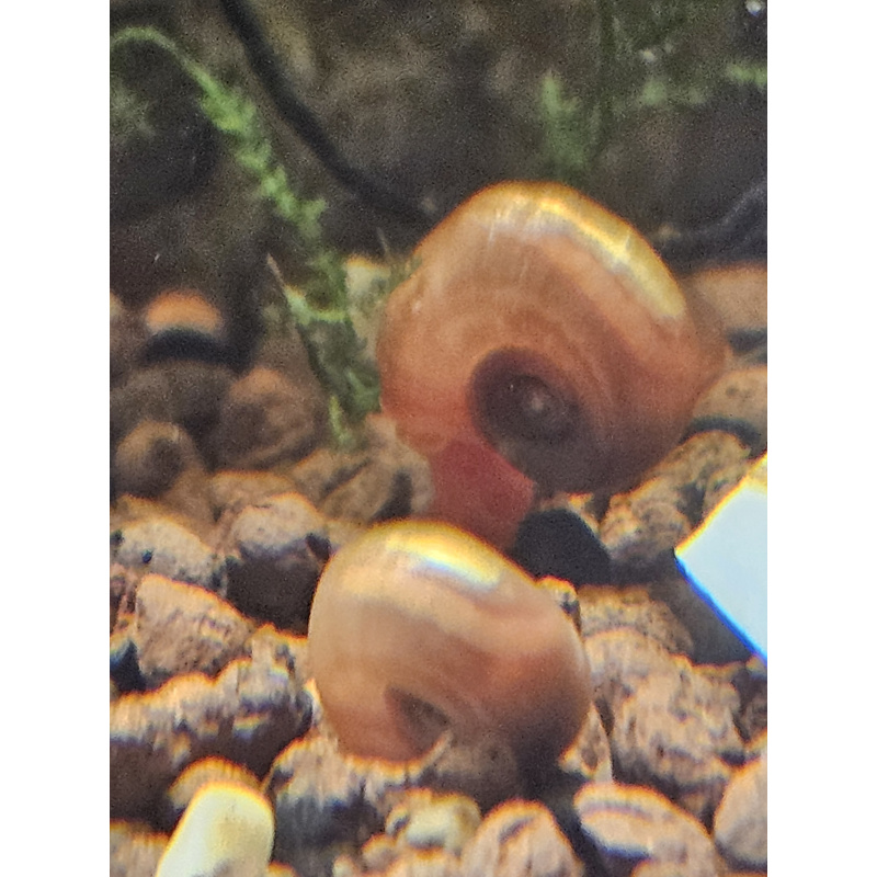 Ramshorn snails mixed sizes x50, Free postage