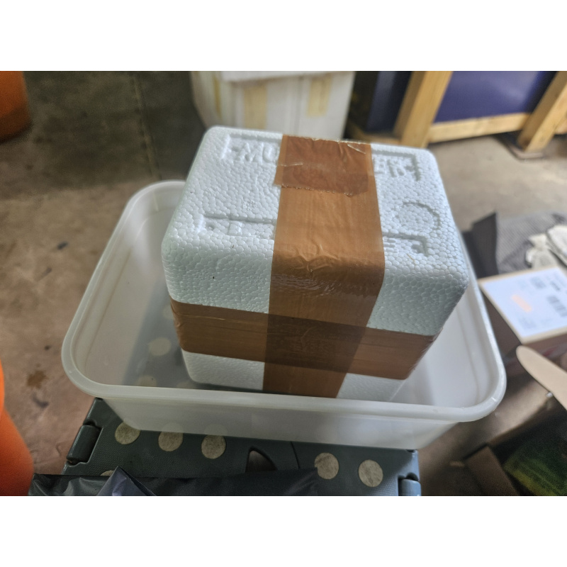 Yellow goldenback shrimp x10 plus x2 extra for FREE, FREE next day delivery with tracking, FREE guppy grass plant