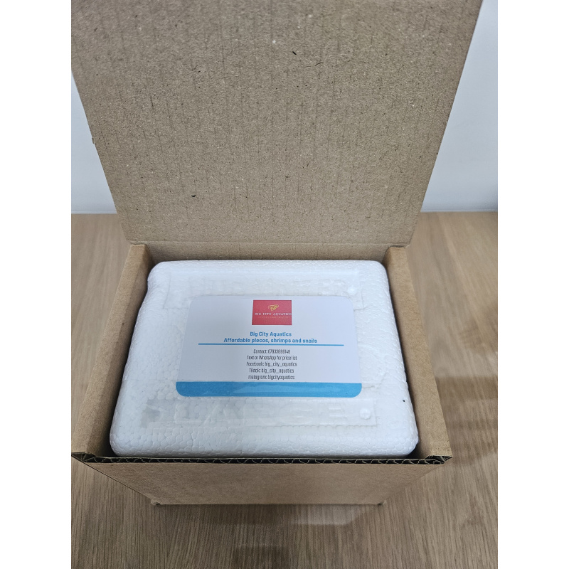 Ramshorn snails mixed sizes x50, Free postage