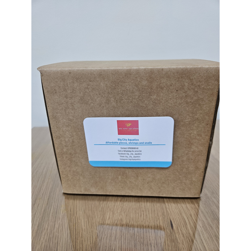 Yellow goldenback shrimp x10 plus x2 extra for FREE, FREE next day delivery with tracking, FREE guppy grass plant