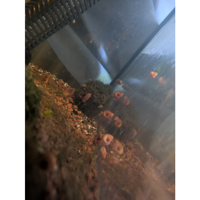Breeder's Value Pack (20+4 Snails)