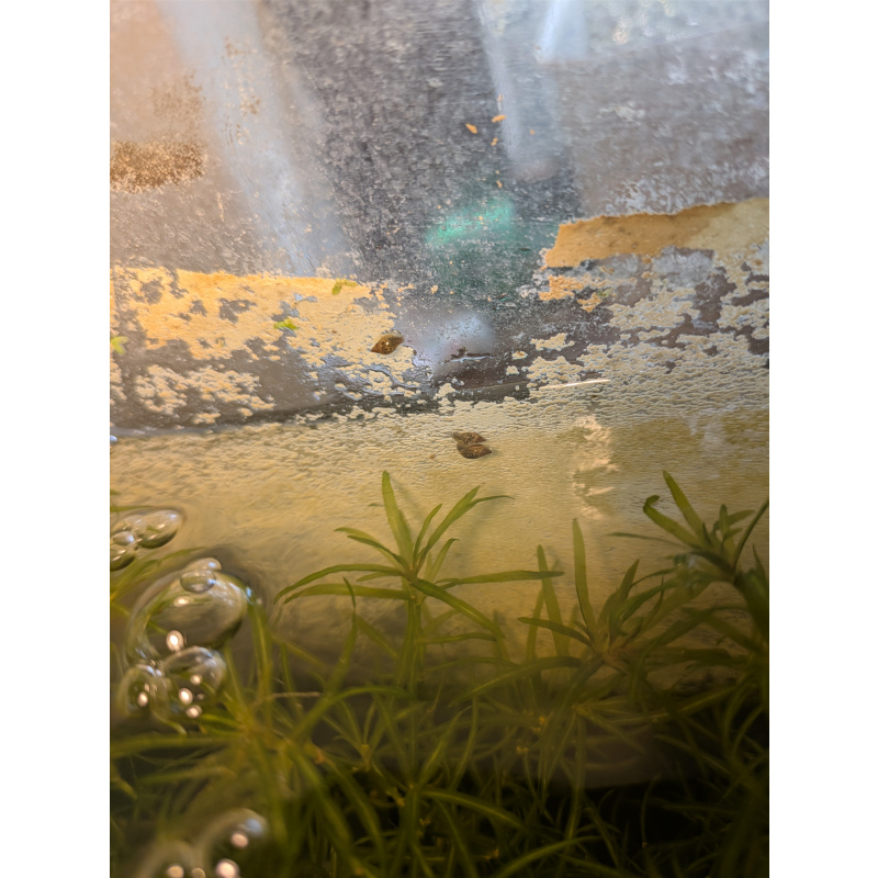 Breeder's Value Pack (20+4 Snails)