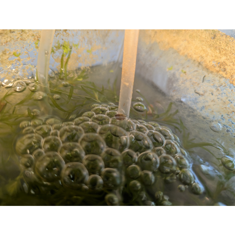 Breeder's Value Pack (20+4 Snails)
