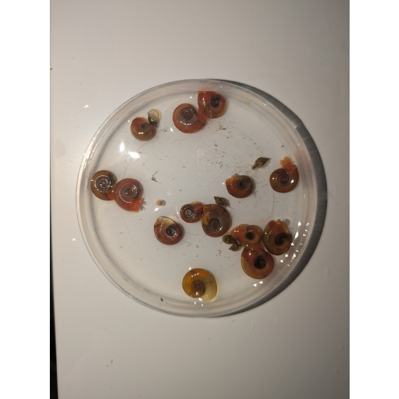 Colony Builder Pack (10+2 Snails)