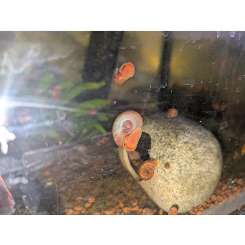 Breeder's Value Pack (20+4 Snails)
