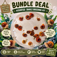 Breeder's Value Pack (20+4 Snails)