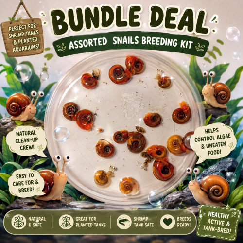 Breeder's Value Pack (20+4 Snails)