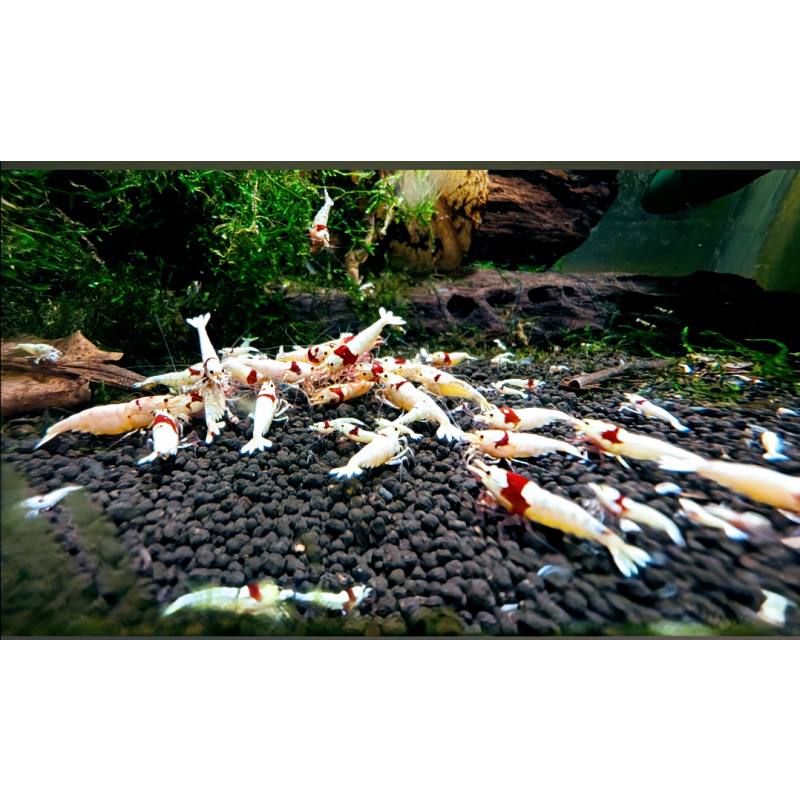 12 X RED CRYSTAL SHRIMP