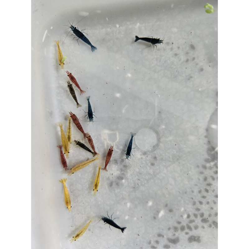 mixed coloured skittle shrimp/pick n mix packs x10 plus x2 extra for FREE, FREE next day delivery with tracking, FREE guppy grass plant