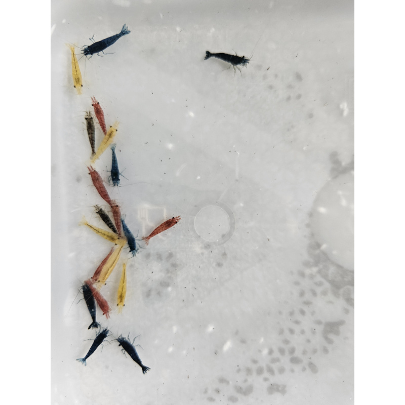 mixed coloured skittle shrimp/pick n mix packs x10 plus x2 extra for FREE, FREE next day delivery with tracking, FREE guppy grass plant