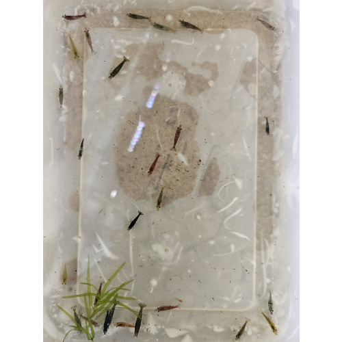 Mixed culls/skittle pack x20 plus x4 extra for FREE, FREE next day delivery with tracking, FREE guppy grass plant