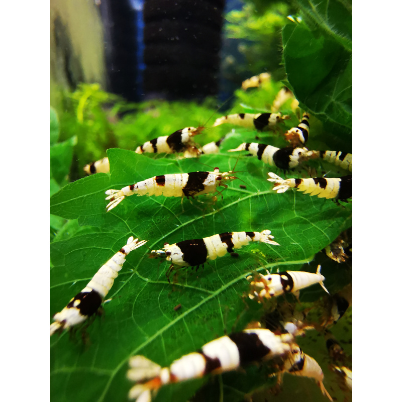 SPECIAL OFFER – CARIDINA MIX OF 10 | SIZE 1–1.5 CM + 2 EXTRA (DOA POLICY)