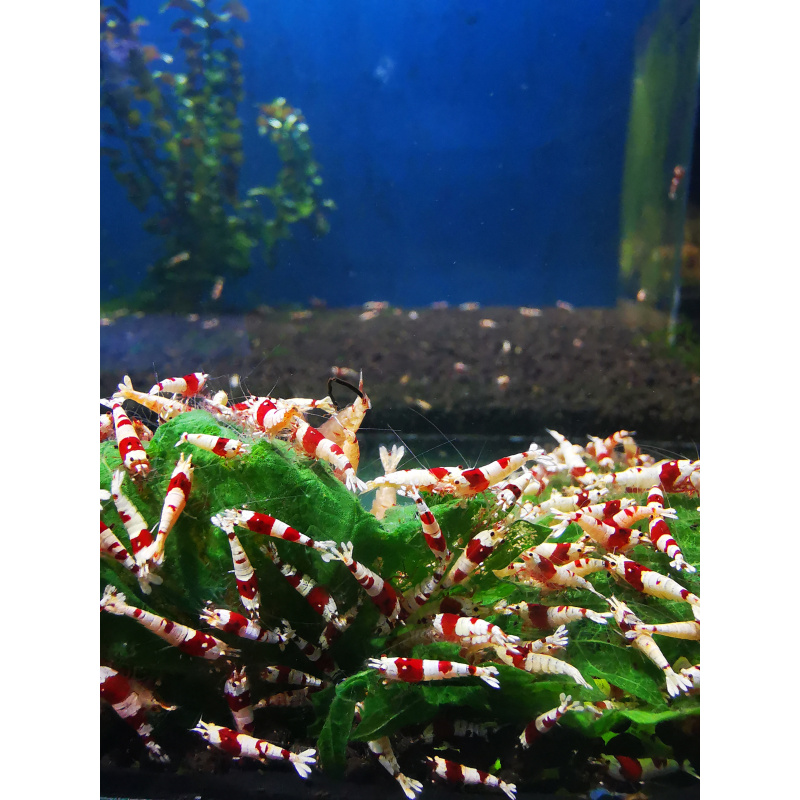 SPECIAL OFFER – CARIDINA MIX OF 10 | SIZE 1–1.5 CM + 2 EXTRA (DOA POLICY)