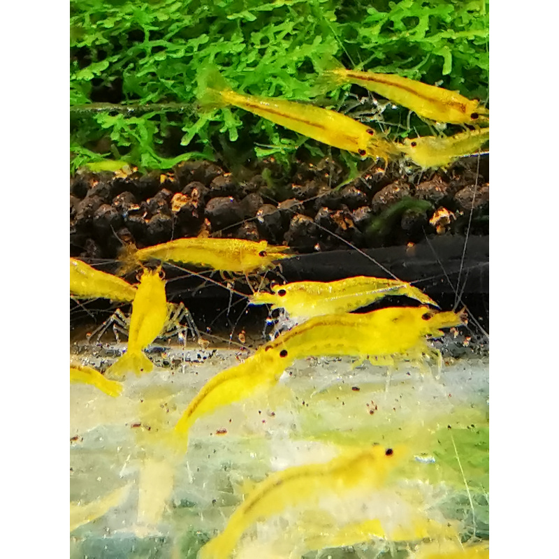 SPECIAL OFFER – CARIDINA MIX OF 10 | SIZE 1–1.5 CM + 2 EXTRA (DOA POLICY)