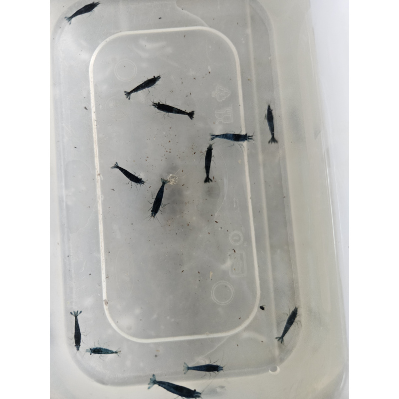 blue shrimp x10 plus x2 extra for FREE, FREE next day delivery with tracking, FREE guppy grass plant