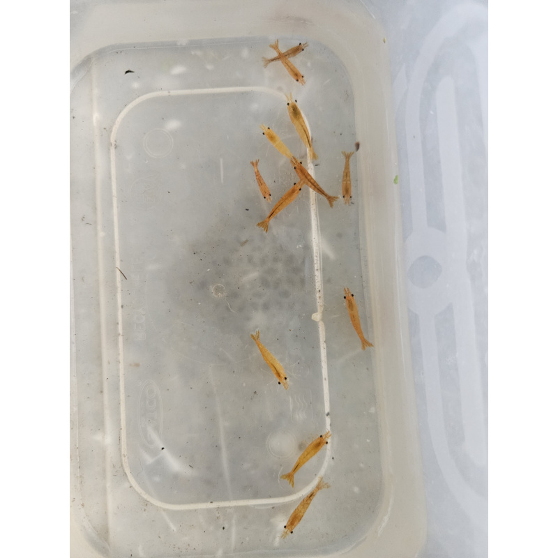 Orange pumpkin shrimp x10 plus x2 extra for FREE, FREE next day delivery with tracking, FREE guppy grass plant