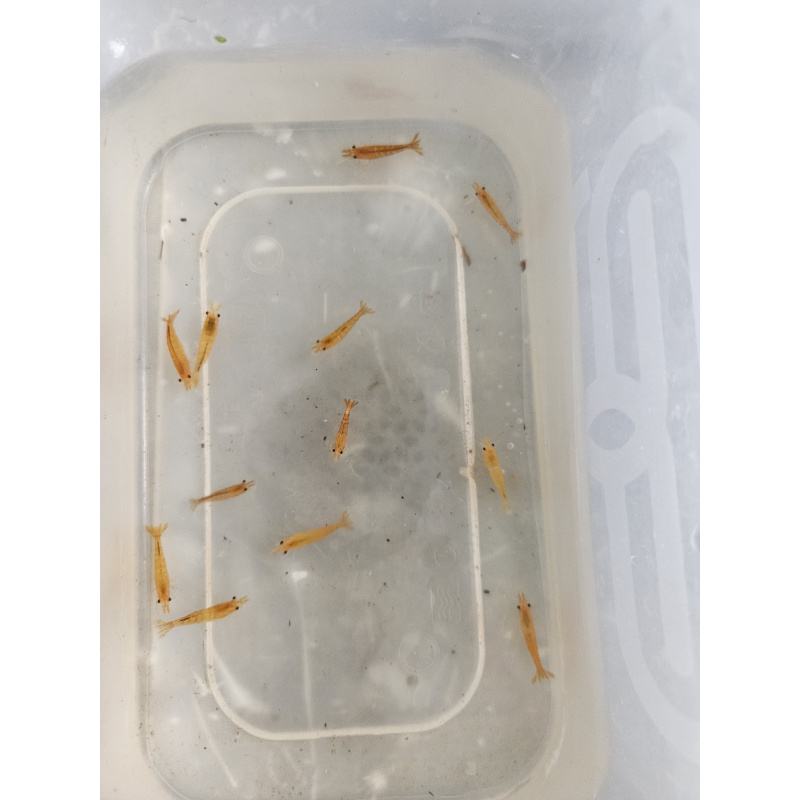 Orange pumpkin shrimp x10 plus x2 extra for FREE, FREE next day delivery with tracking, FREE guppy grass plant