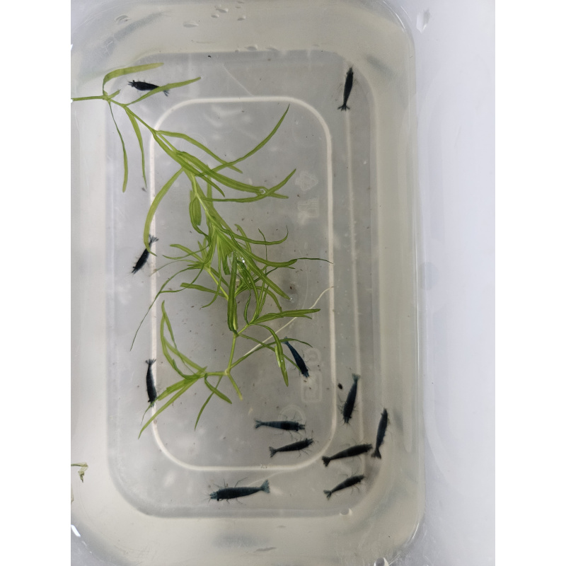 blue shrimp x10 plus x2 extra for FREE, FREE next day delivery with tracking, FREE guppy grass plant