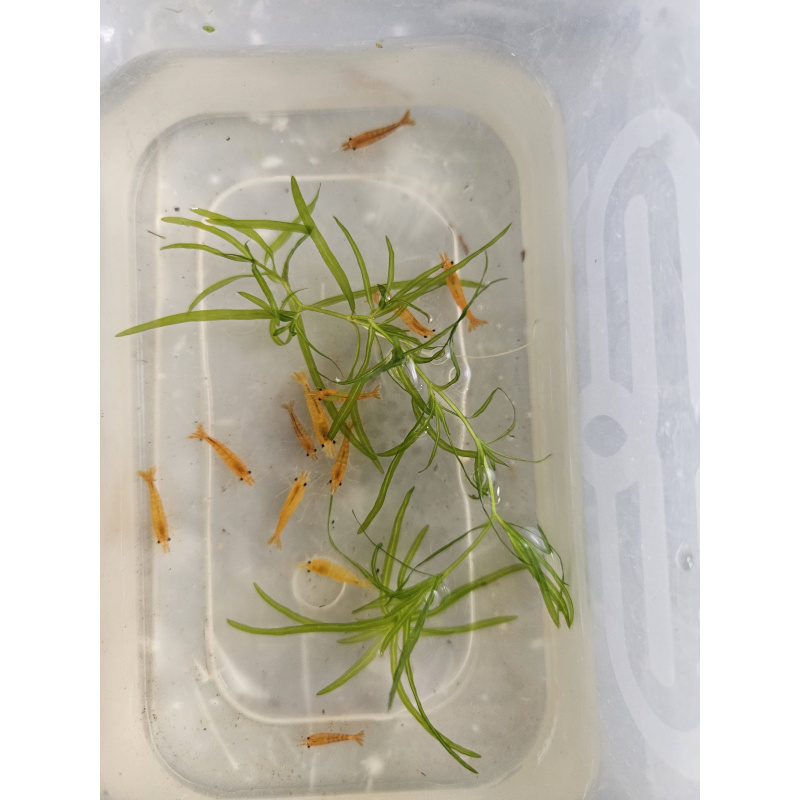 Orange pumpkin shrimp x10 plus x2 extra for FREE, FREE next day delivery with tracking, FREE guppy grass plant