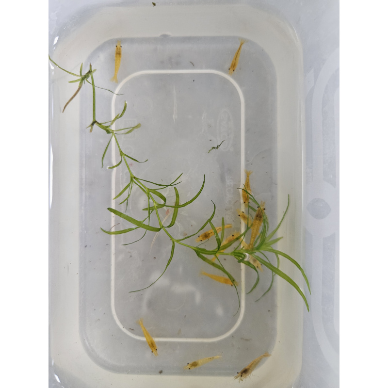 Yellow goldenback shrimp x10 plus x2 extra for FREE, FREE next day delivery with tracking, FREE guppy grass plant