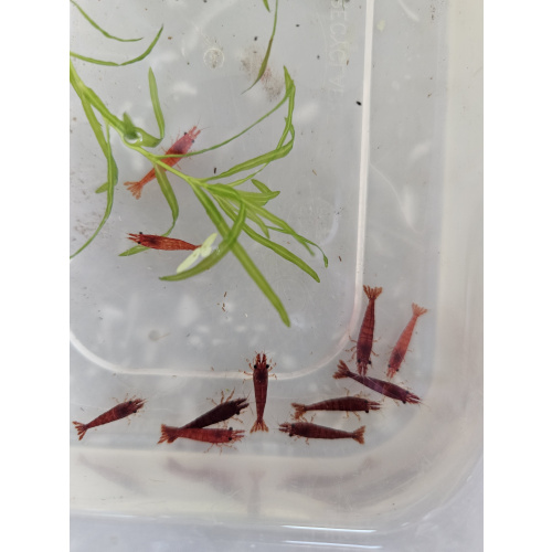 10 x HIGH GRADE Red Cherry Shrimps + 2 Extra Shrimps with FREE Shipping, FREE guppy grass