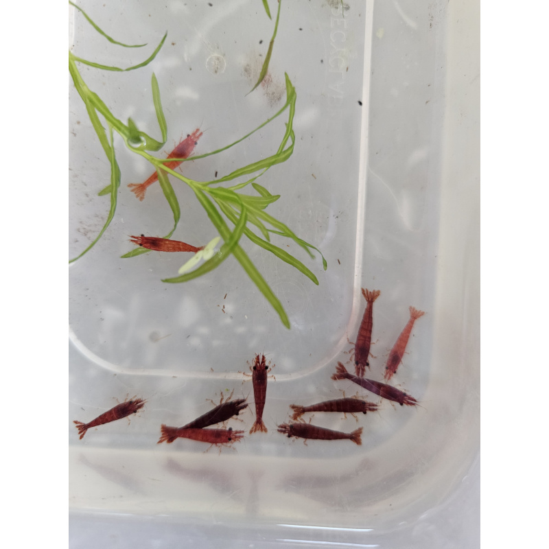 mixed coloured skittle shrimp/pick n mix packs x10 plus x2 extra for FREE, FREE next day delivery with tracking, FREE guppy grass plant